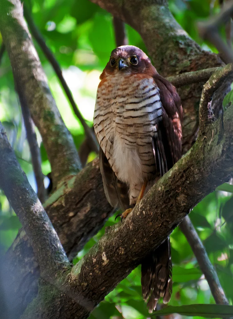 斑林隼(Micrastur ruficollis)