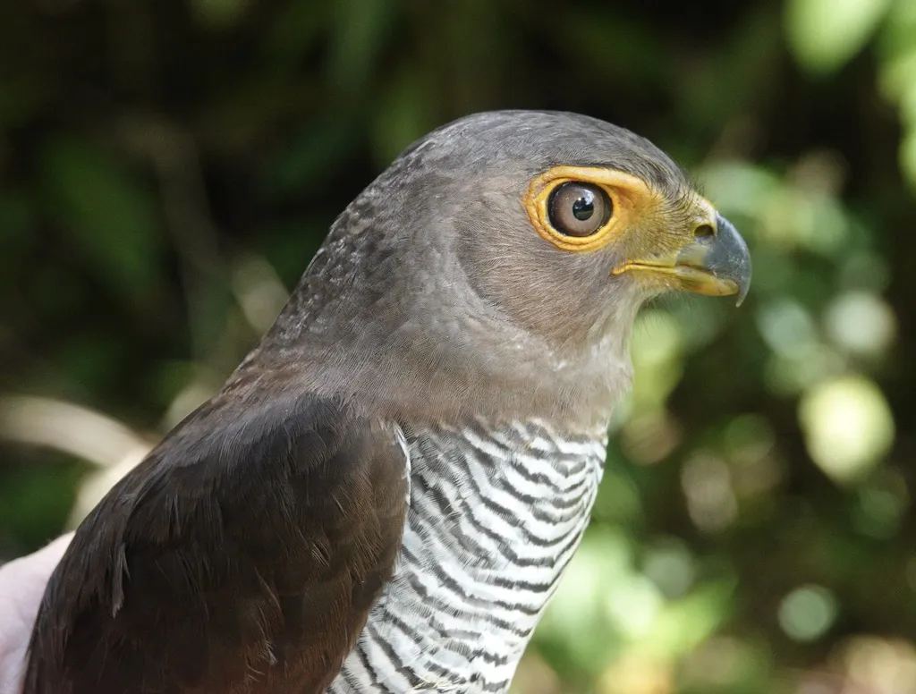 斑林隼(Micrastur ruficollis)