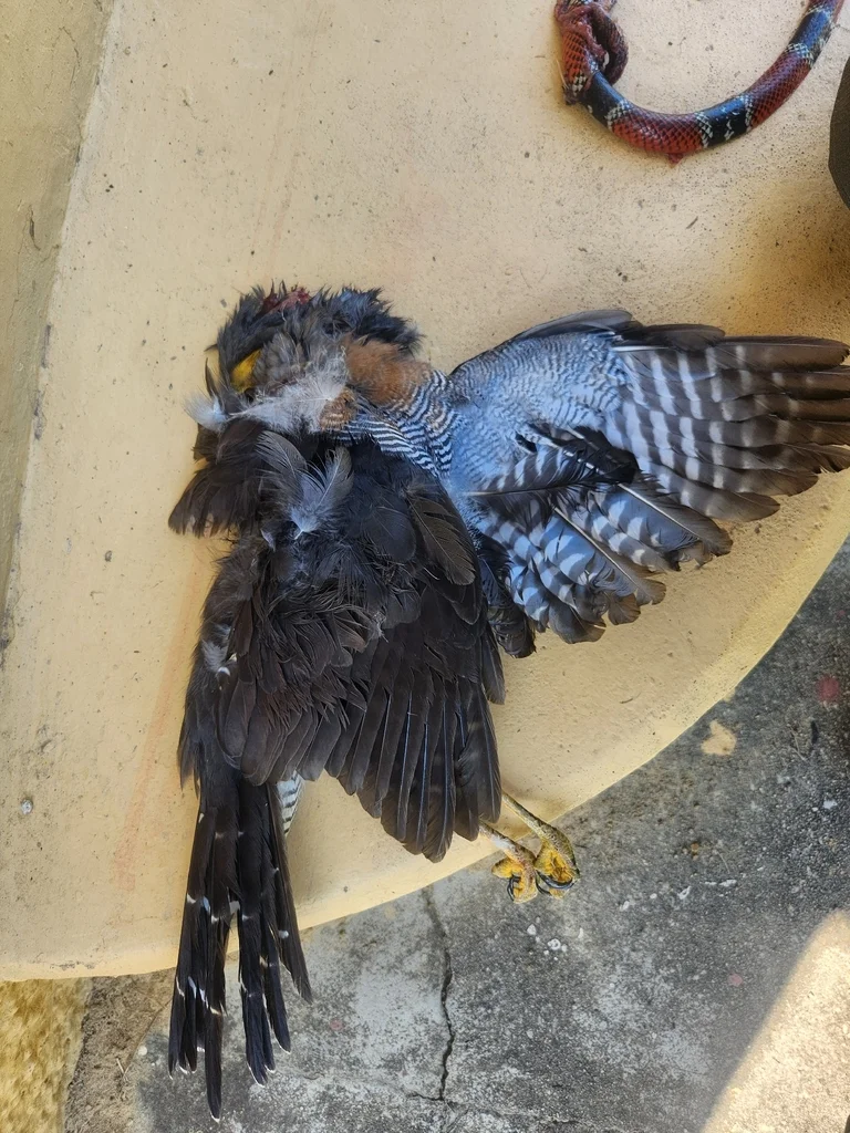 斑林隼(Micrastur ruficollis)