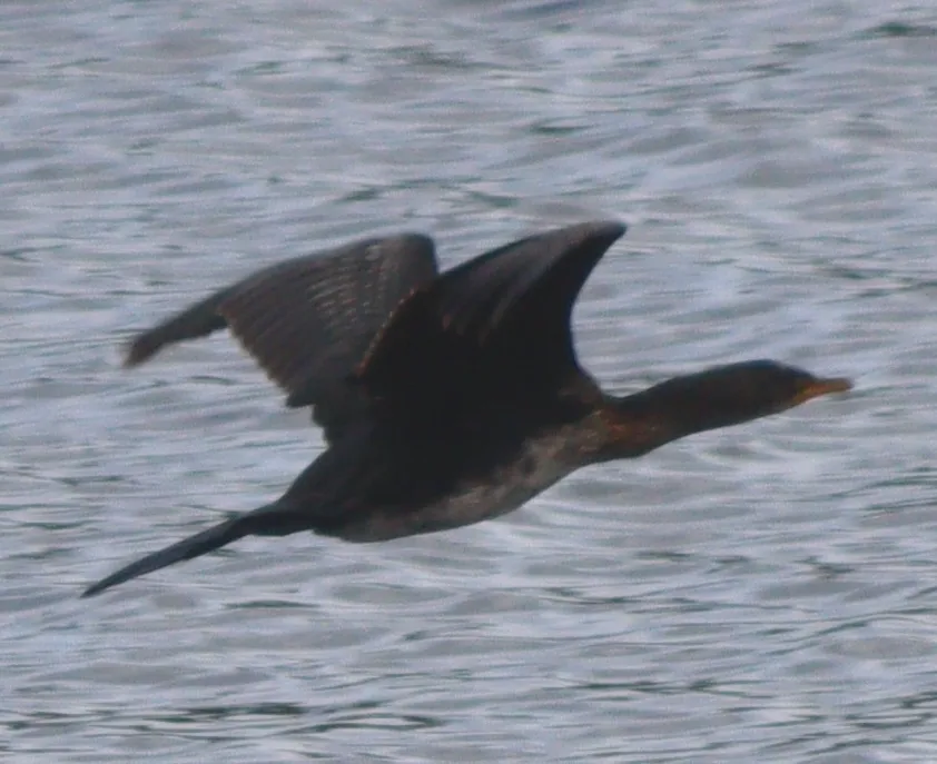 长尾鸬鹚(Microcarbo africanus)