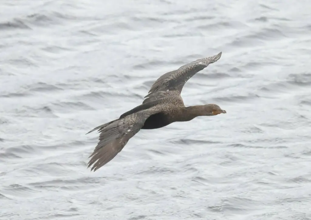 冠鸬鹚(Microcarbo coronatus)