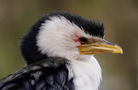 小斑鸬鹚
