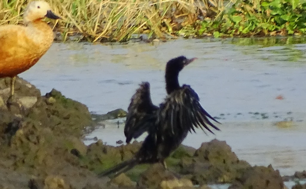 黑颈鸬鹚(Microcarbo niger)