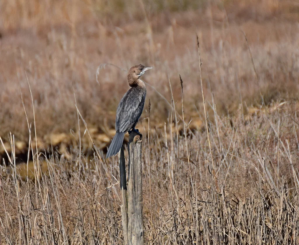 侏鸬鹚(Microcarbo pygmaeus)