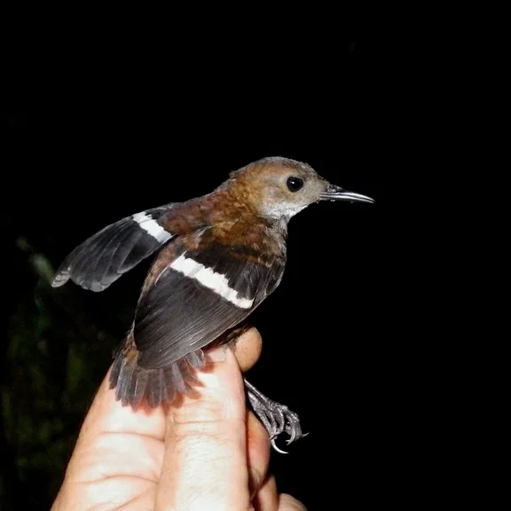 斑翅鹪鹩(Microcerculus bambla)