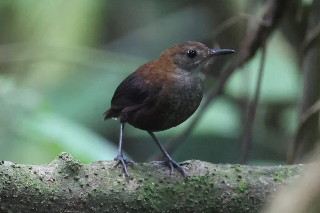 鳞胸鹪鹩(Microcerculus marginatus)
