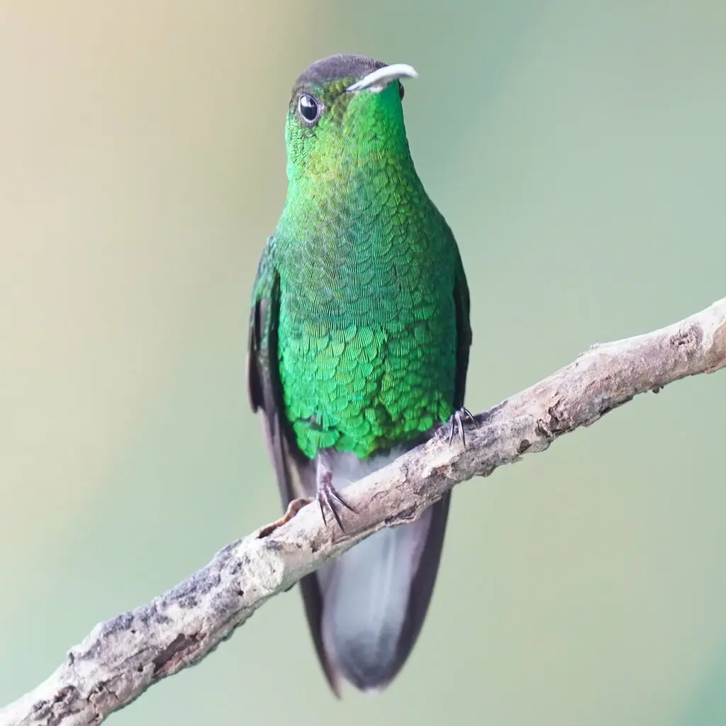 铜头丽蜂鸟(Microchera cupreiceps)
