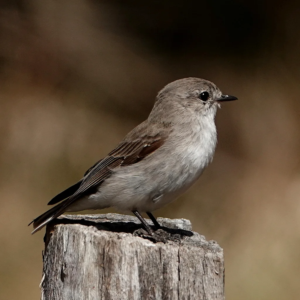褐背小鹟(Microeca fascinans)