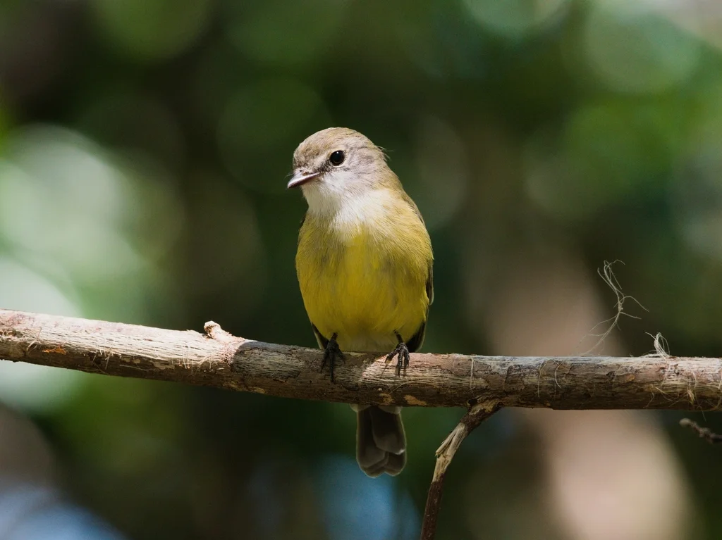 黄胸小鹟(Microeca flavigaster)