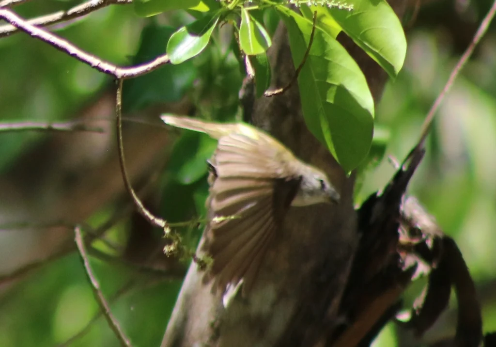 黄胸小鹟(Microeca flavigaster)