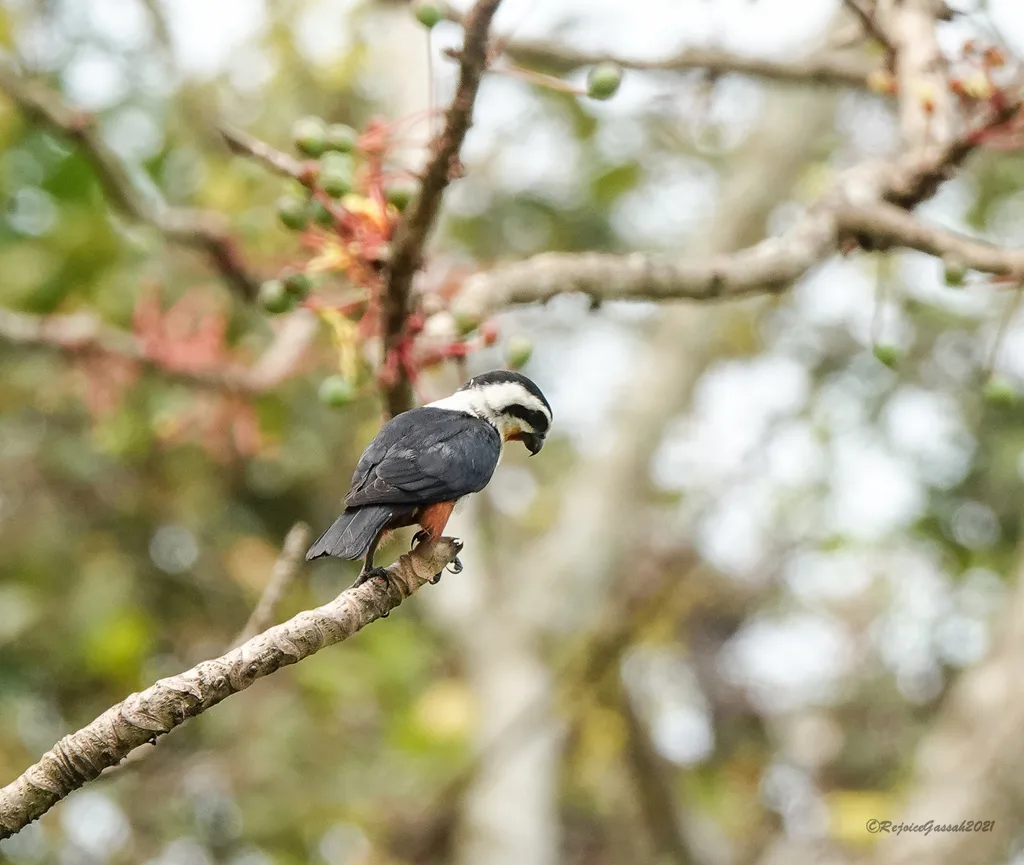红腿小隼(Microhierax caerulescens)
