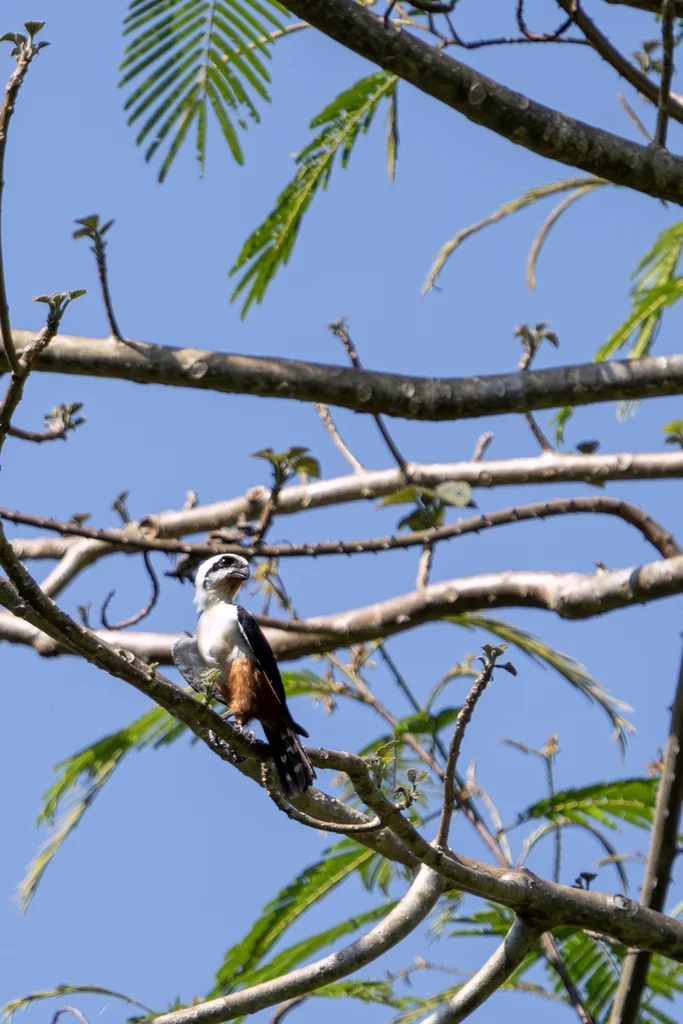 红腿小隼(Microhierax caerulescens)