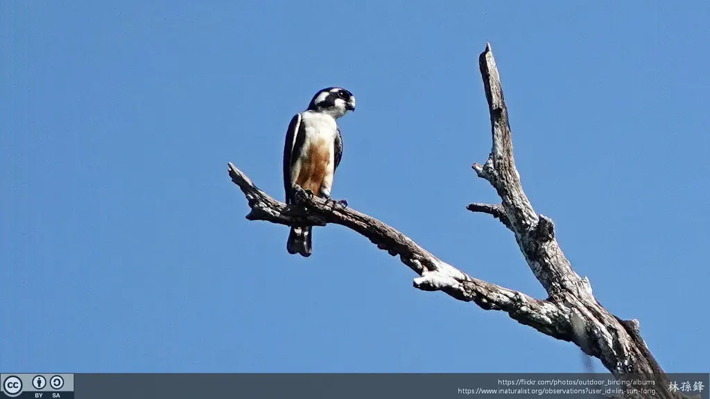 黑腿小隼(Microhierax fringillarius)