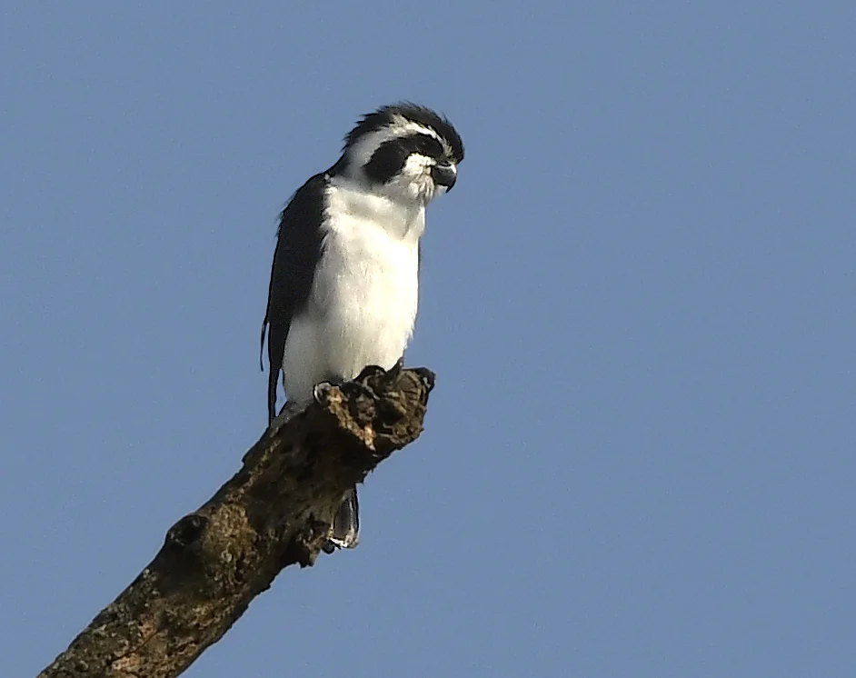 白腿小隼(Microhierax melanoleucos)