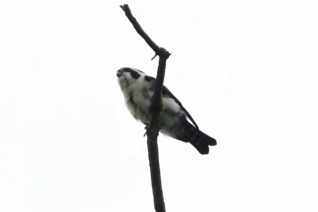 白腿小隼(Microhierax melanoleucos)