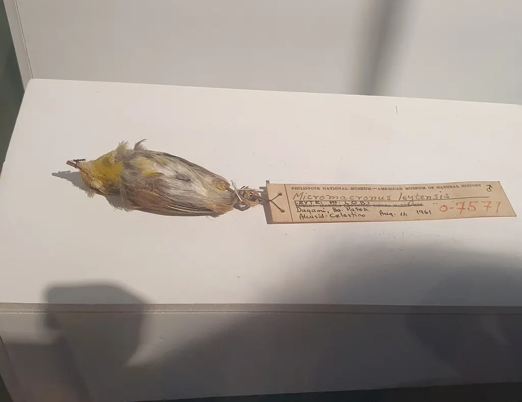 小雀莺(Micromacronus leytensis)