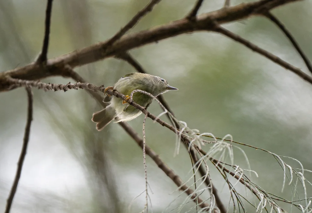 棉兰雀莺(Micromacronus sordidus)