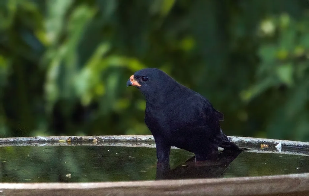小歌鹰(Micronisus gabar)