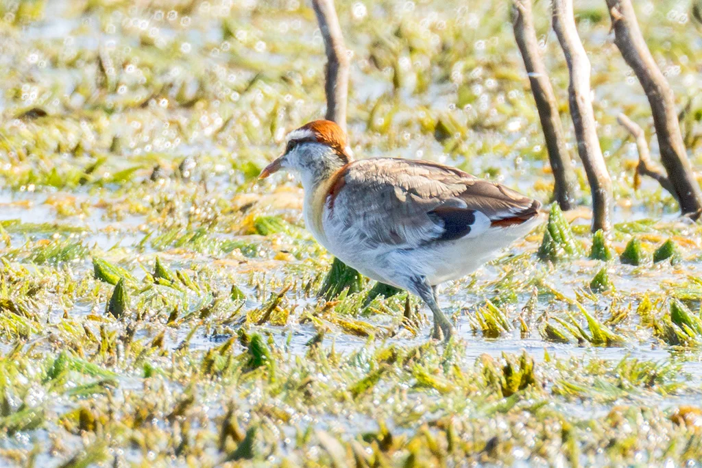 小雉鸻(Microparra capensis)