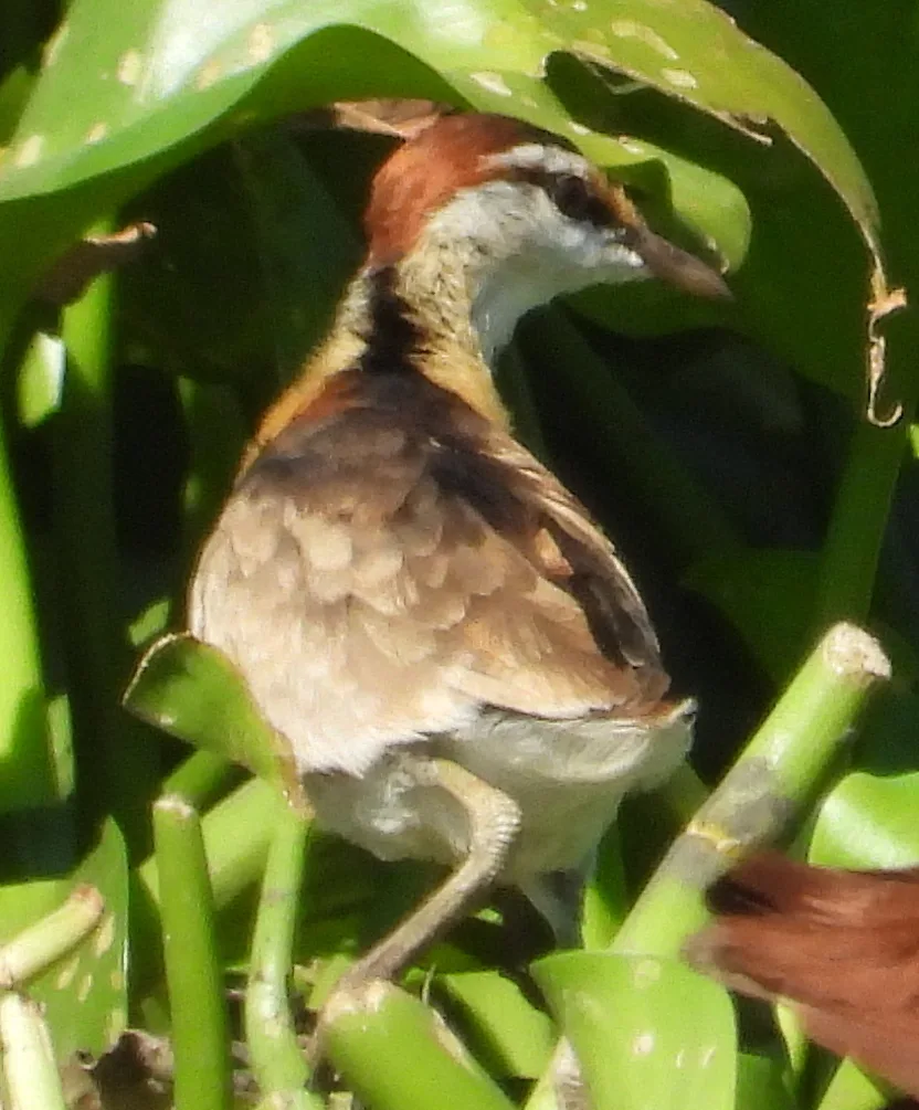 小雉鸻(Microparra capensis)
