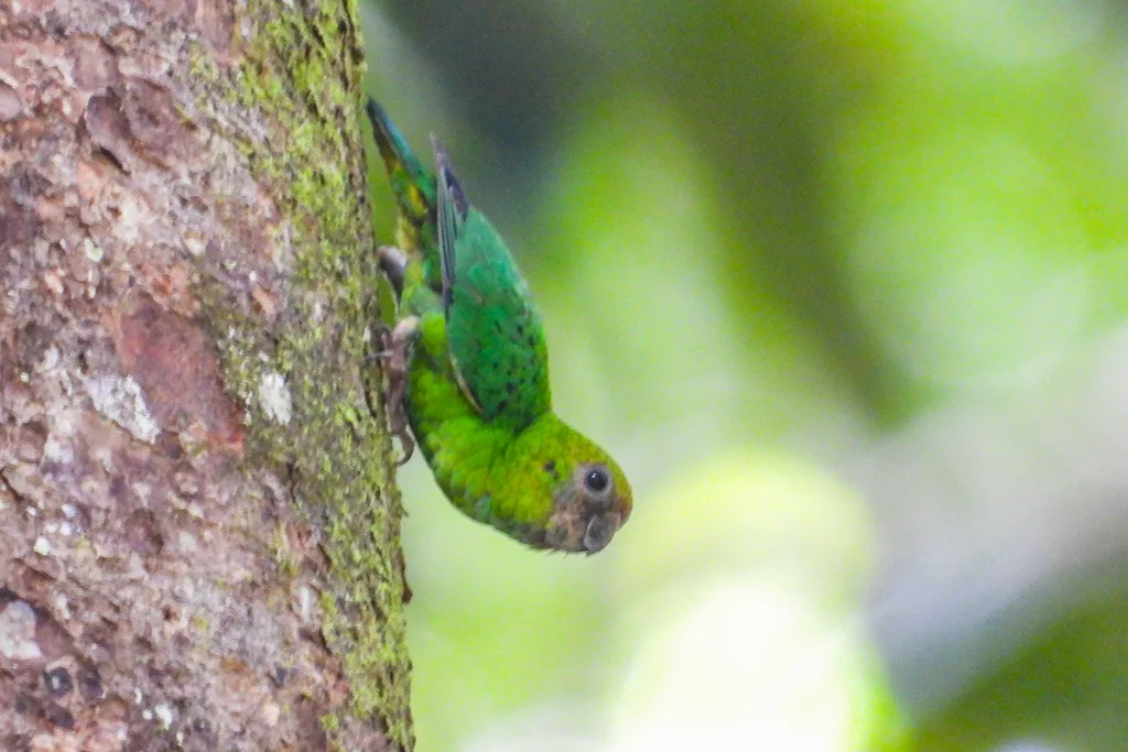 黄顶侏鹦鹉(Micropsitta keiensis)