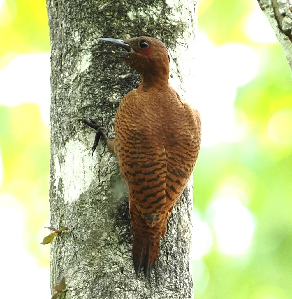 栗啄木鸟(Micropternus brachyurus)