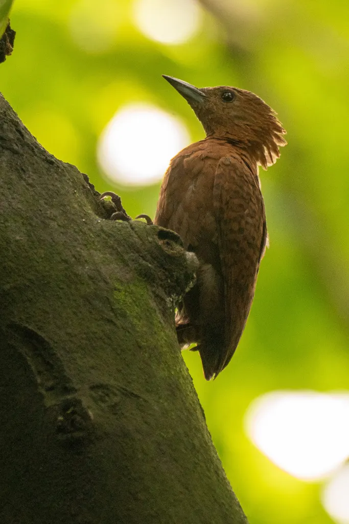 栗啄木鸟(Micropternus brachyurus)