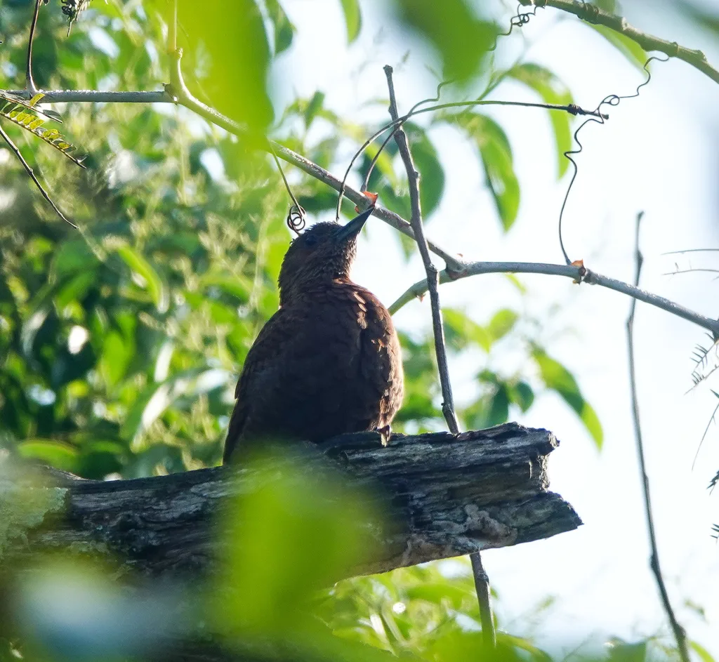 栗啄木鸟(Micropternus brachyurus)