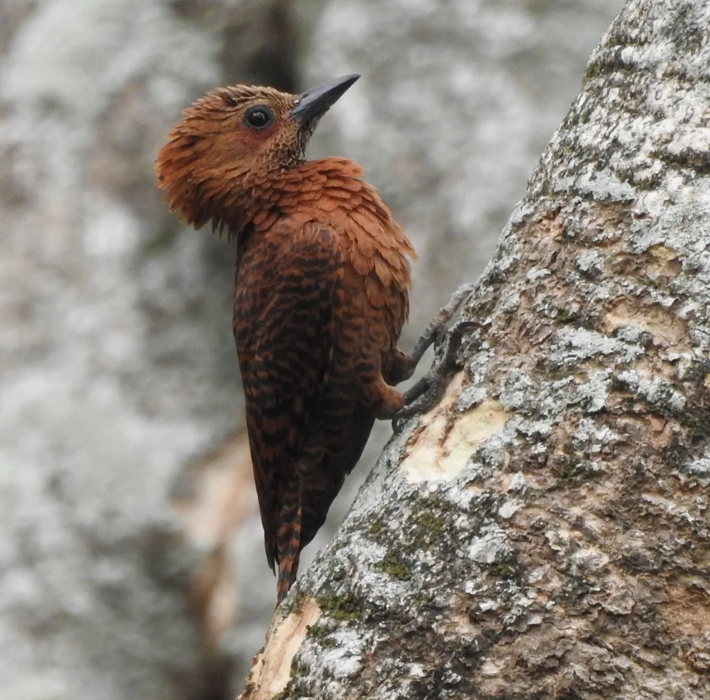 栗啄木鸟(Micropternus brachyurus)