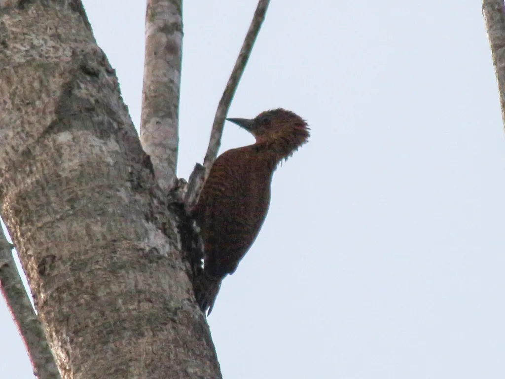 栗啄木鸟(Micropternus brachyurus)