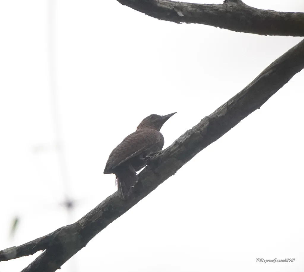 栗啄木鸟(Micropternus brachyurus)