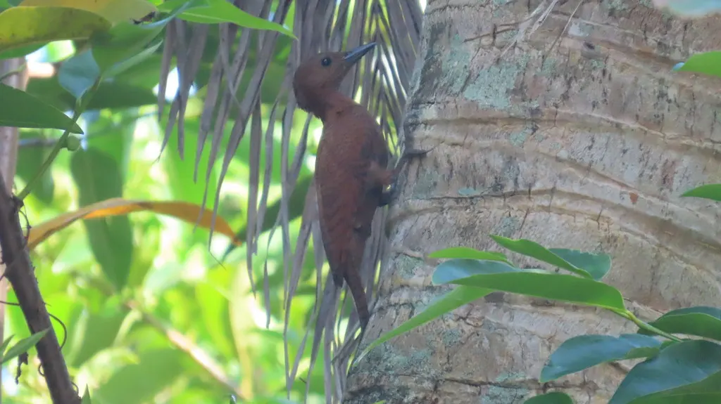 栗啄木鸟(Micropternus brachyurus)