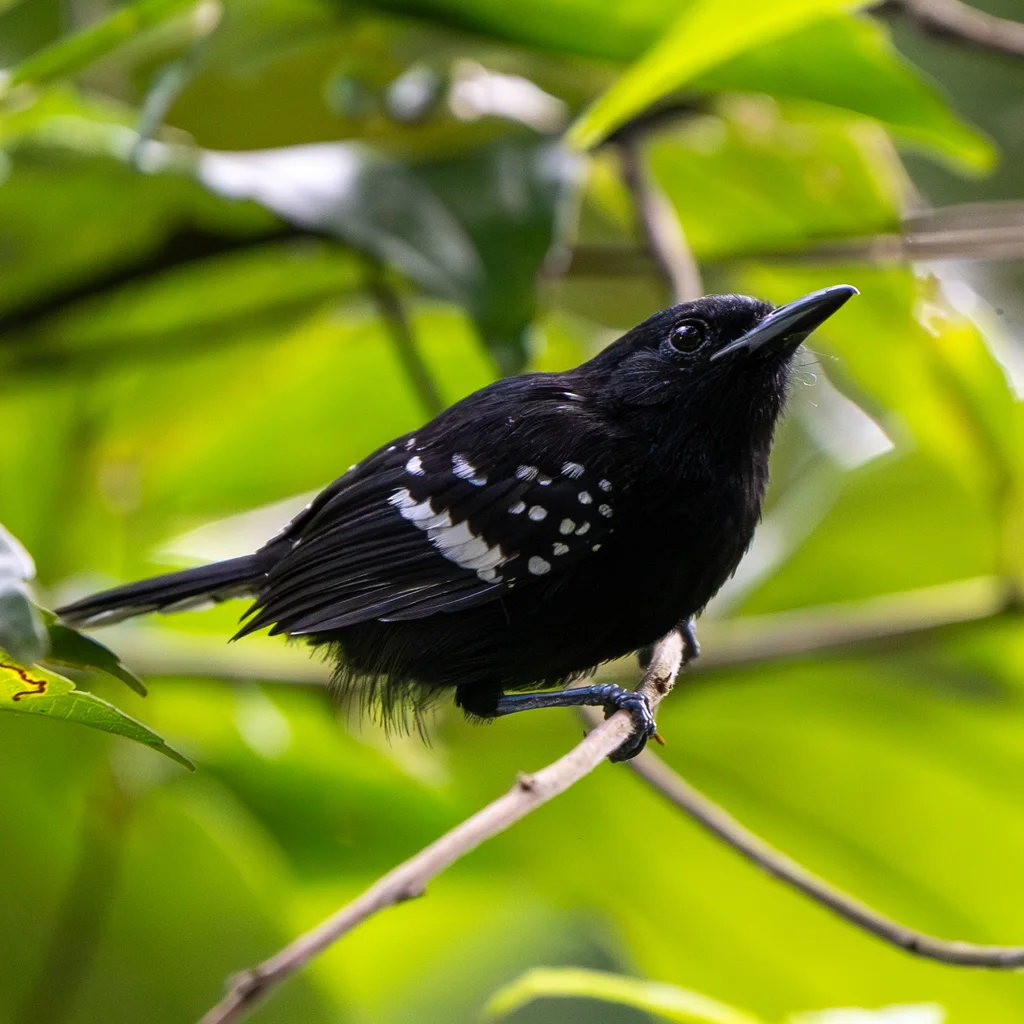 斑翅蚁鹩(Microrhopias quixensis)