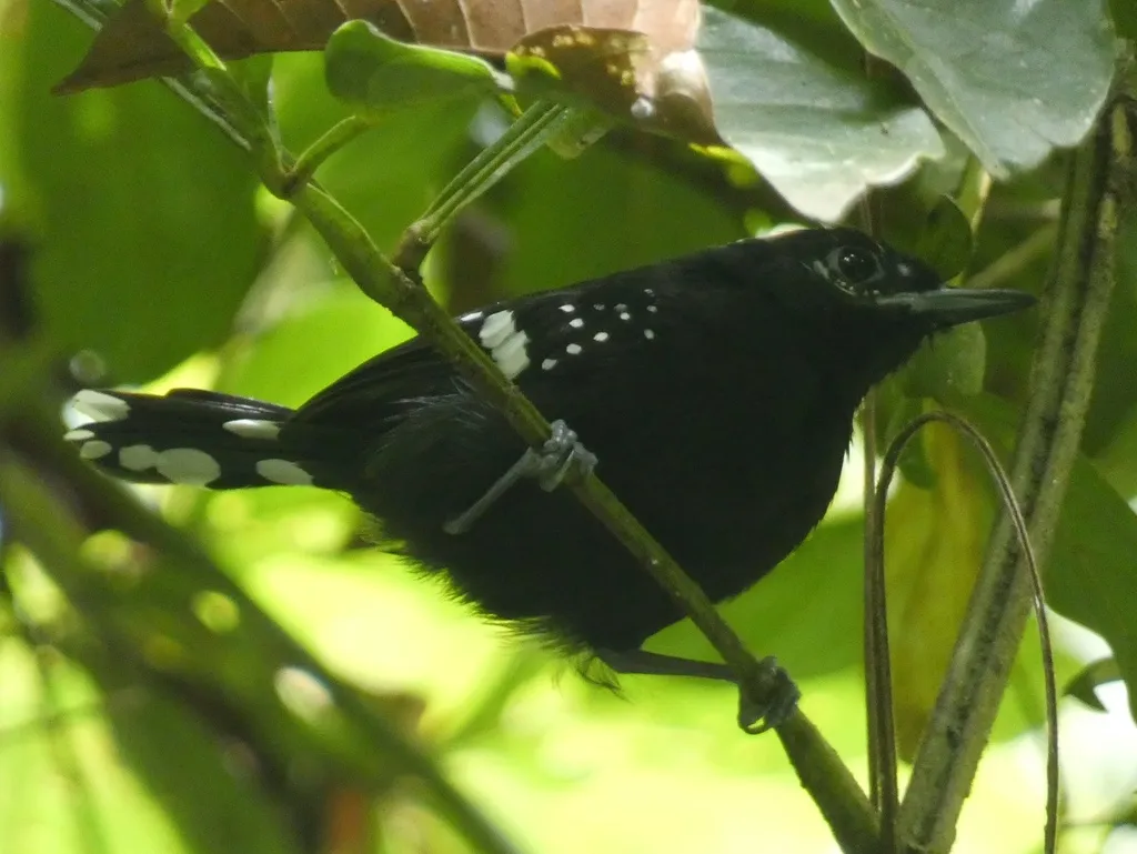斑翅蚁鹩(Microrhopias quixensis)