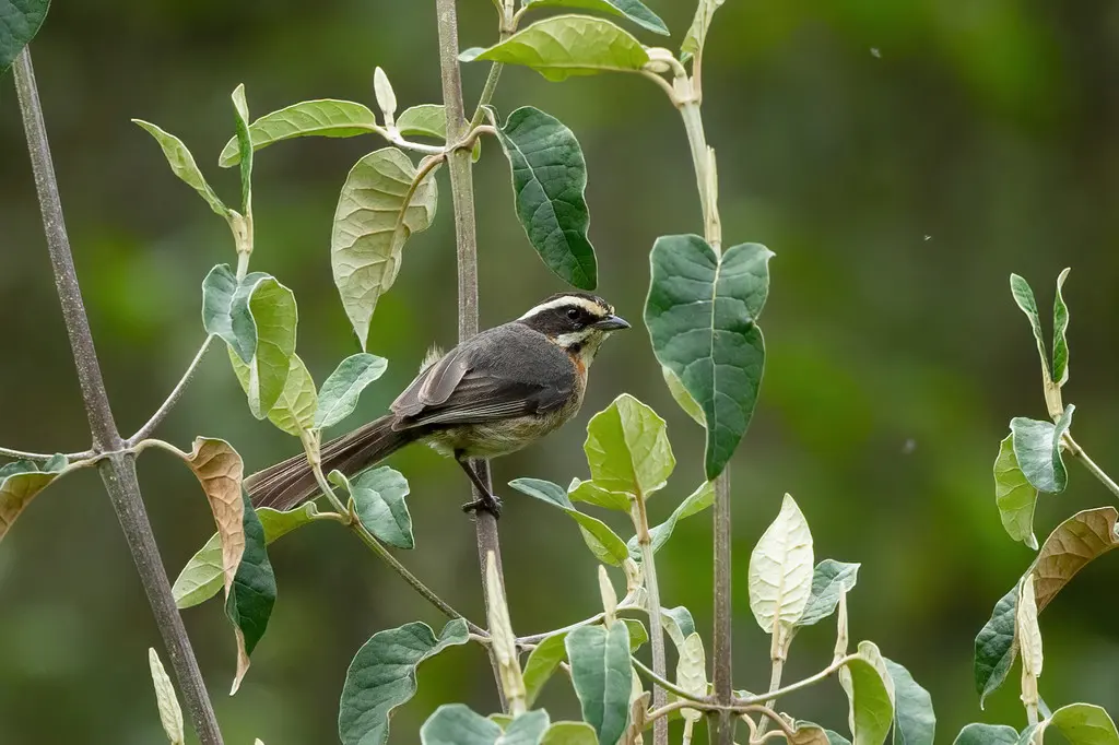 淡尾歌鹀(Microspingus alticola)