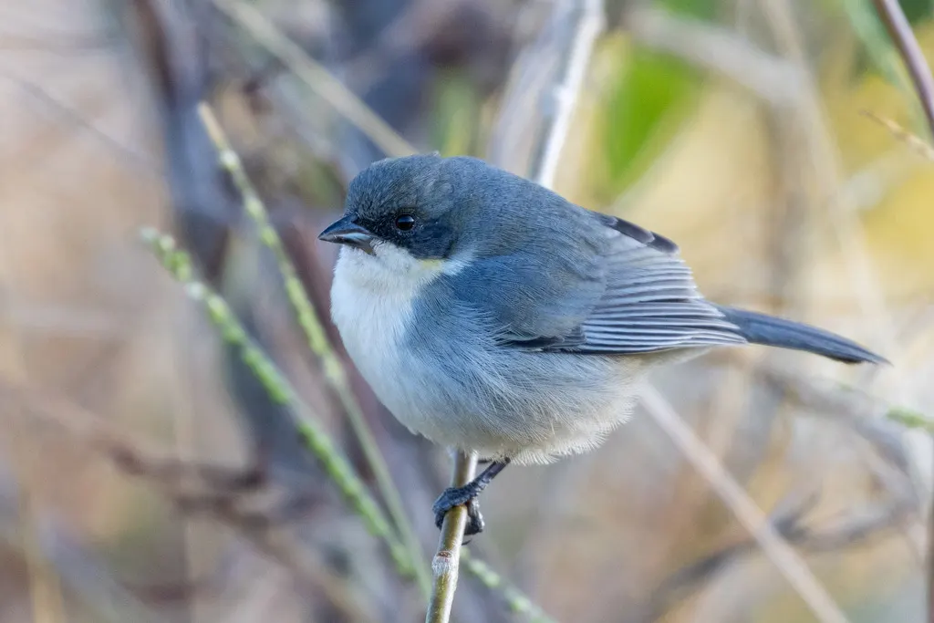 灰白歌鹀(Microspingus cinereus)