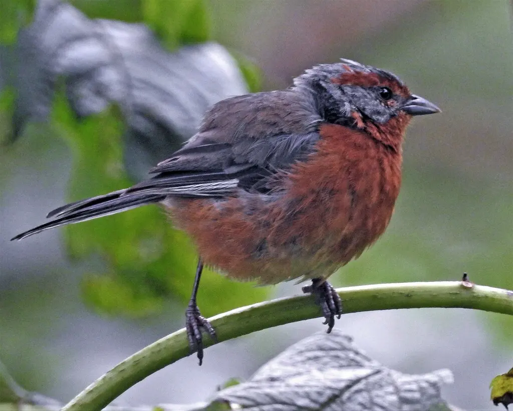 锈眉歌鹀（Microspingus erythrophrys）