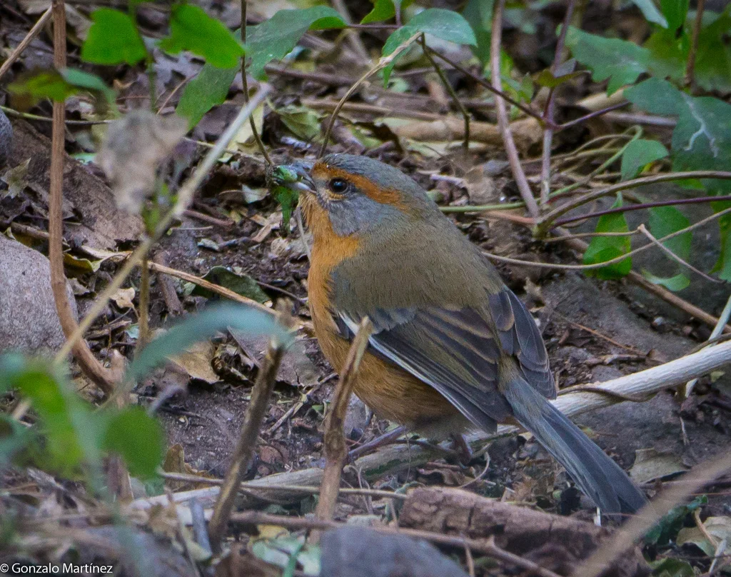 锈眉歌鹀（Microspingus erythrophrys）