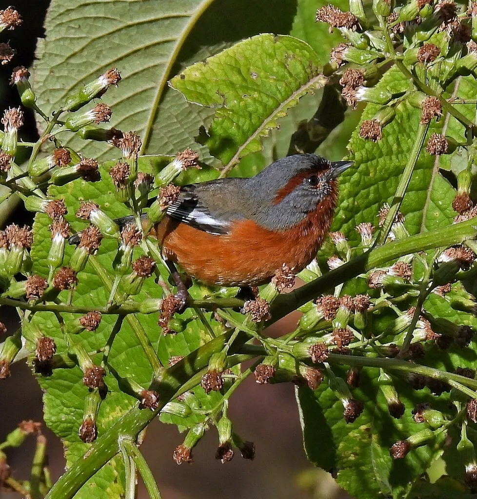 锈眉歌鹀（Microspingus erythrophrys）