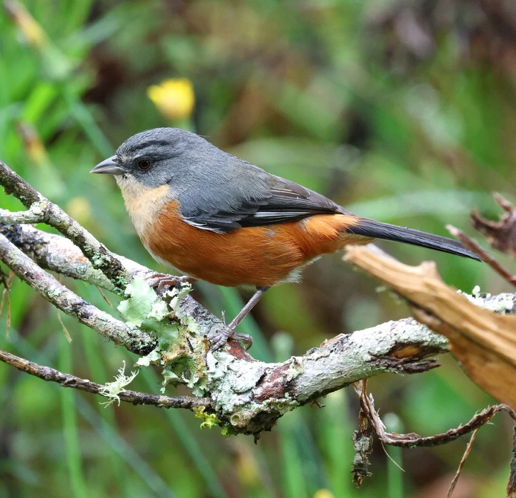 红腰歌鹀(Microspingus lateralis)