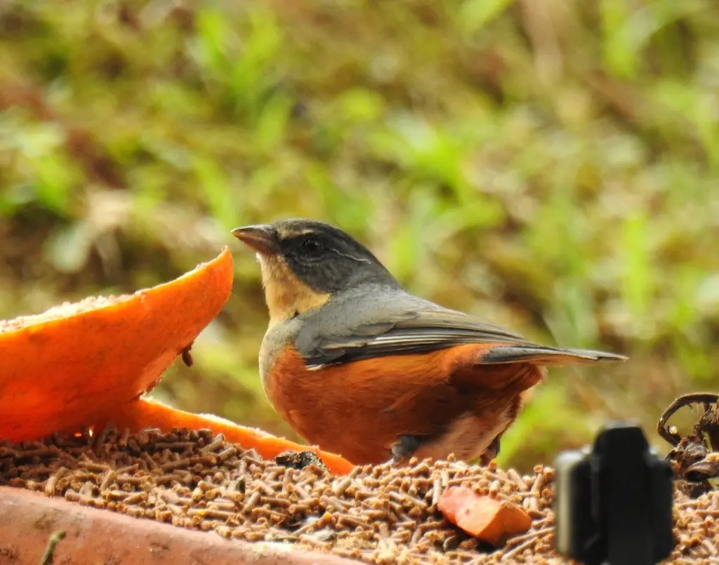 红腰歌鹀(Microspingus lateralis)