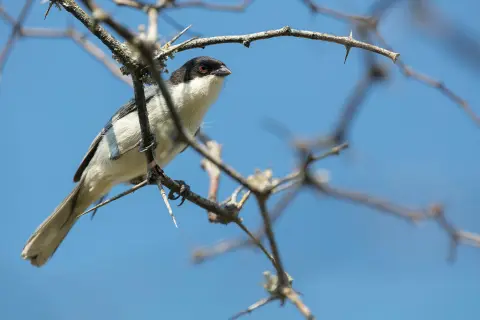 黑顶歌鹀