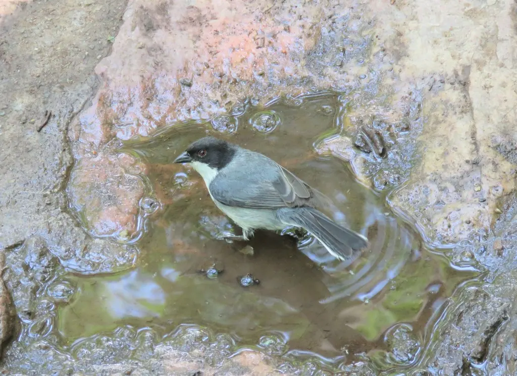 黑顶歌鹀(Microspingus melanoleucus)