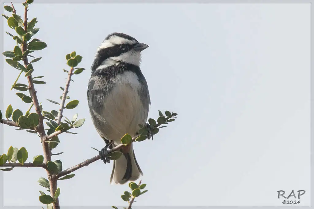 黑领歌鹀(Microspingus torquatus)
