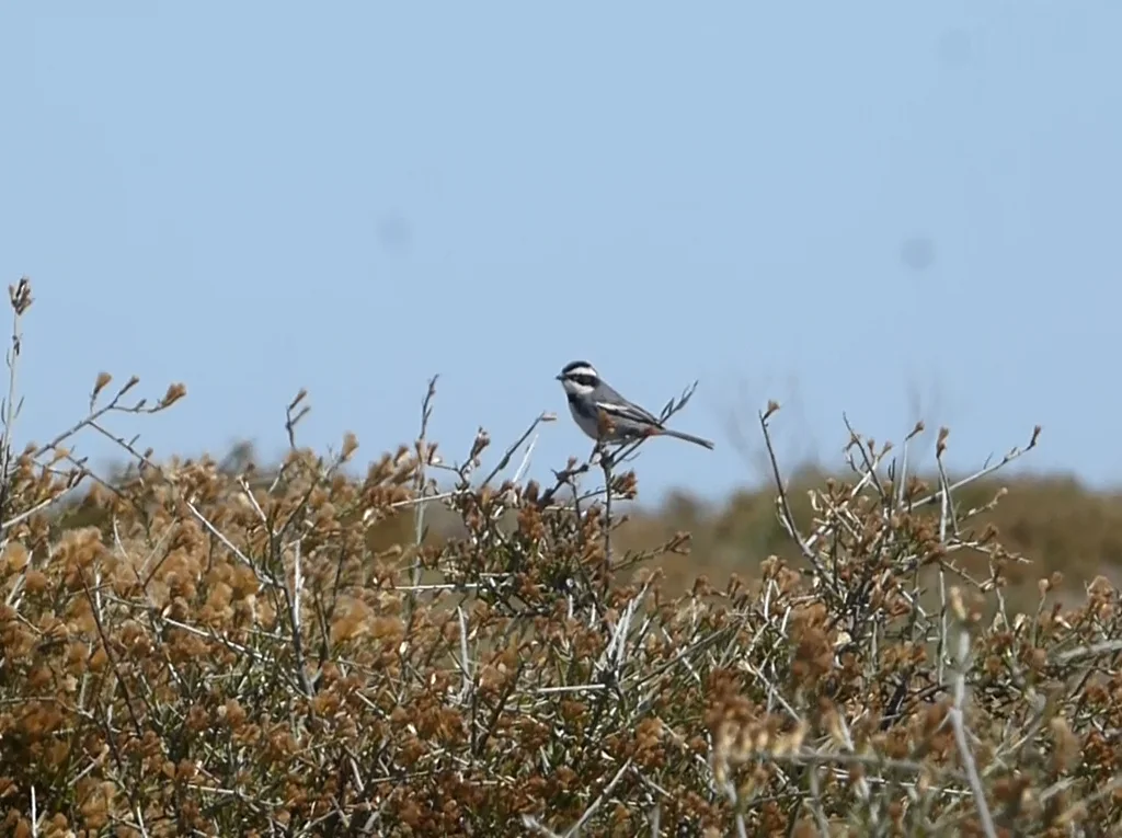 黑领歌鹀(Microspingus torquatus)