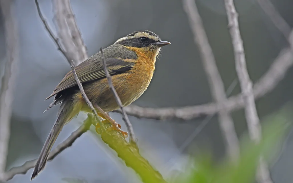 三道眉拟雀(Microspingus trifasciatus)