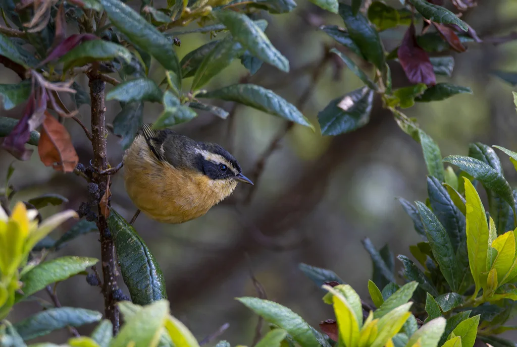 三道眉拟雀(Microspingus trifasciatus)