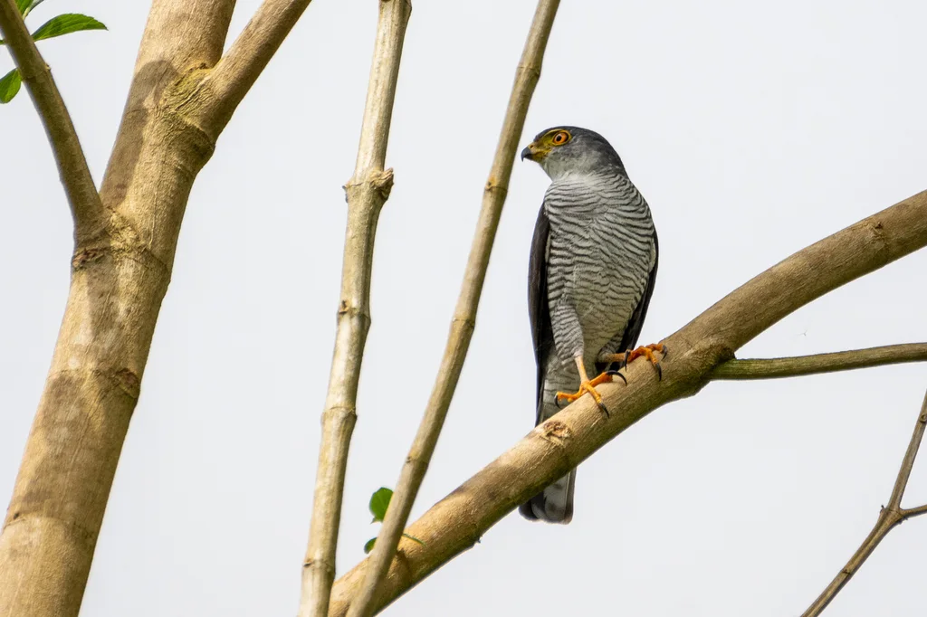 侏鹰(Microspizias superciliosus)