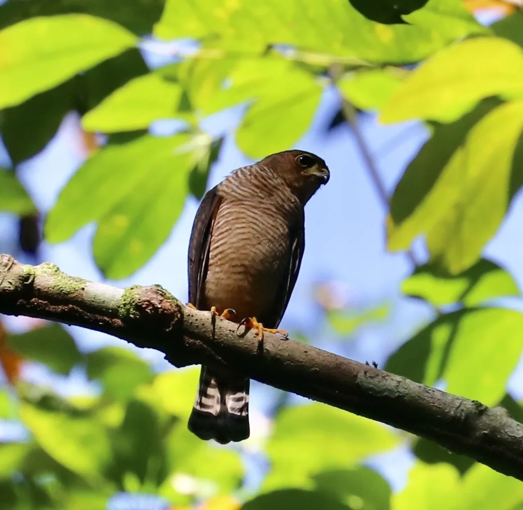 侏鹰(Microspizias superciliosus)