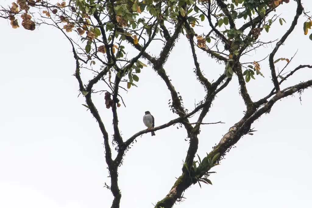 侏鹰(Microspizias superciliosus)
